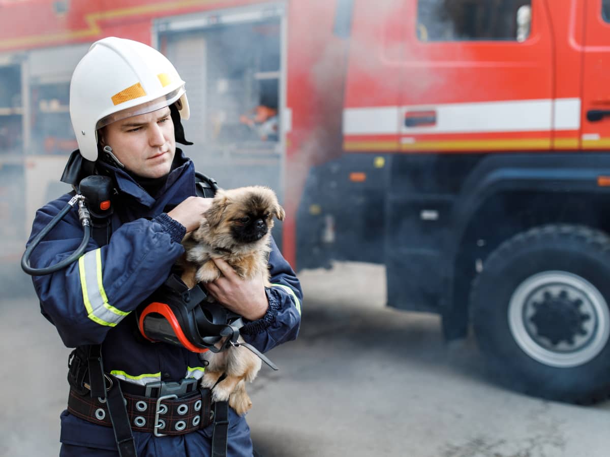 Firefighters Rescue Over 100 Dogs After Doggie Day Care Catches Fire -  PetHelpful News