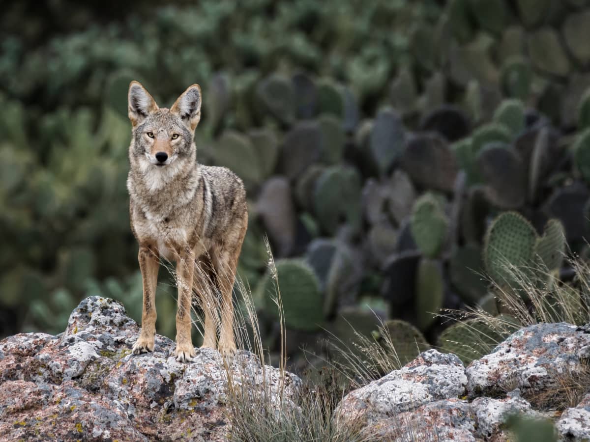 are dogs on a farm safe from coyotes