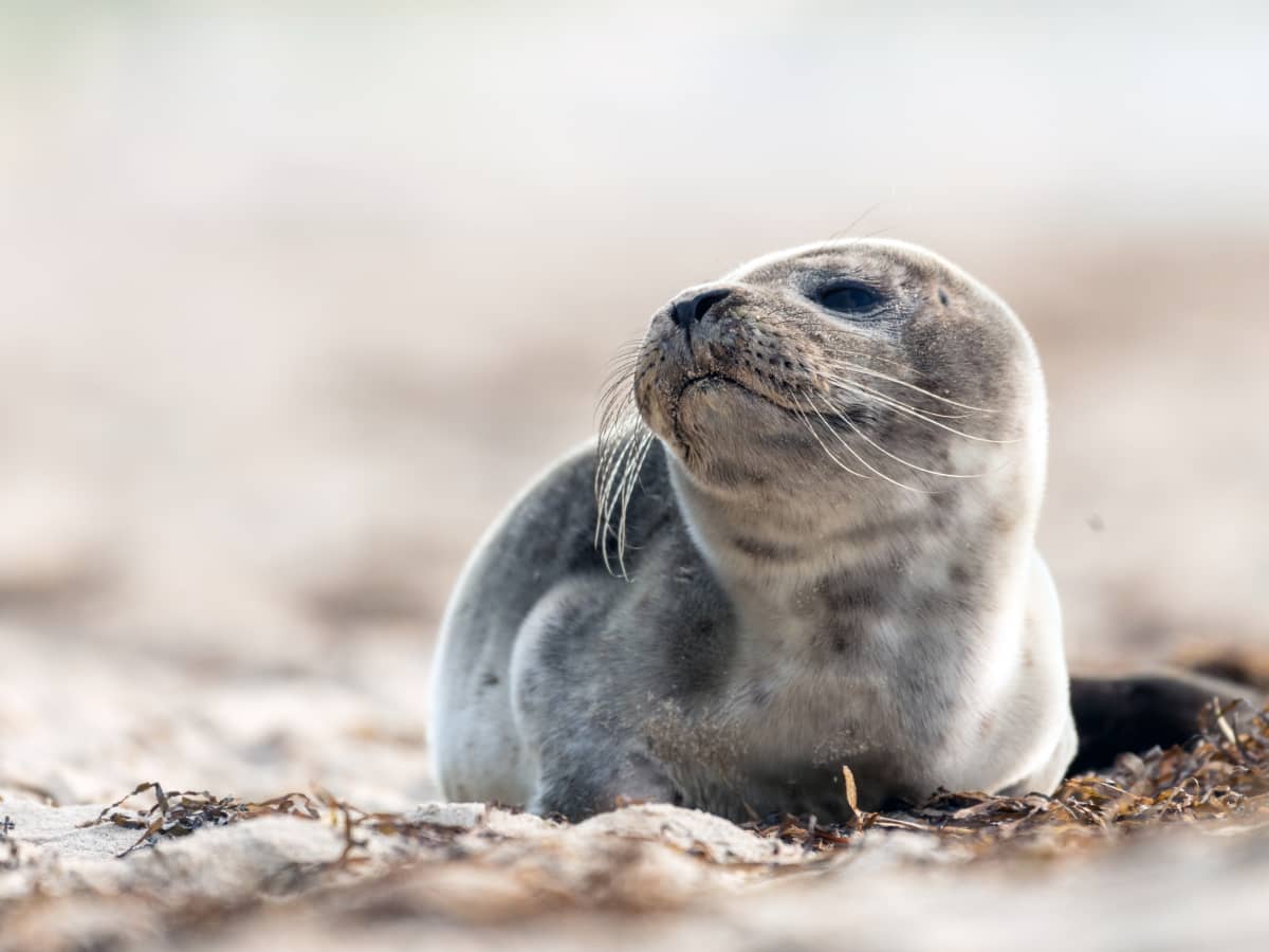 Rescued baby seal found wandering by New Jersey's Brick Township Police  Department along Route 35 - 6abc Philadelphia