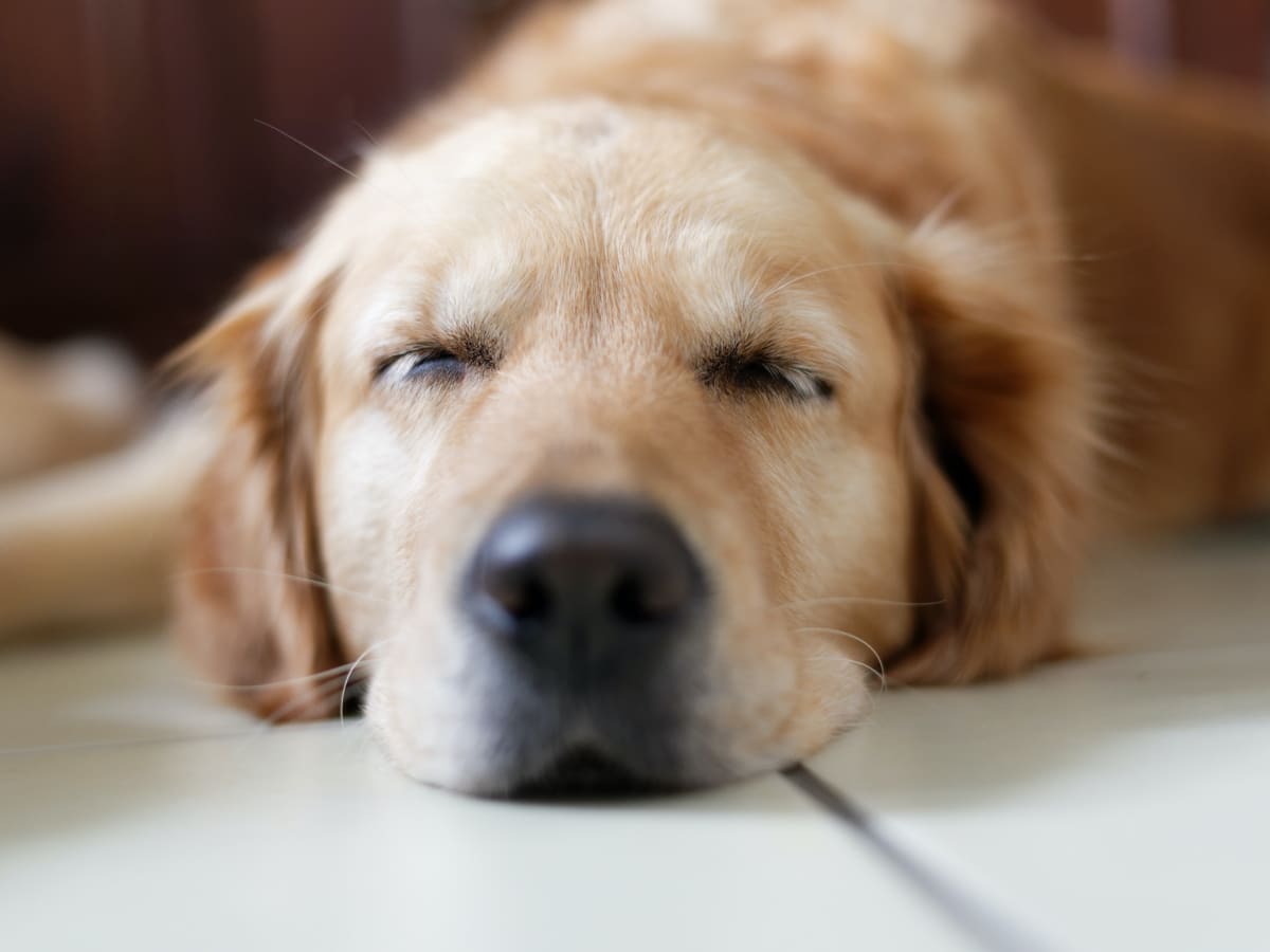 Causes of Dog Limping After Sleeping - PetHelpful