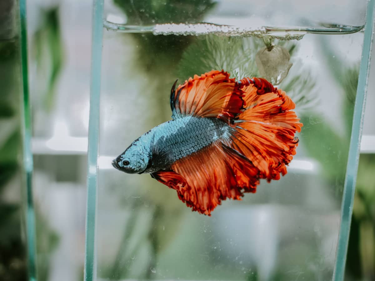 How to Easily Clean Betta Fish Tanks: An Illustrated Guide 