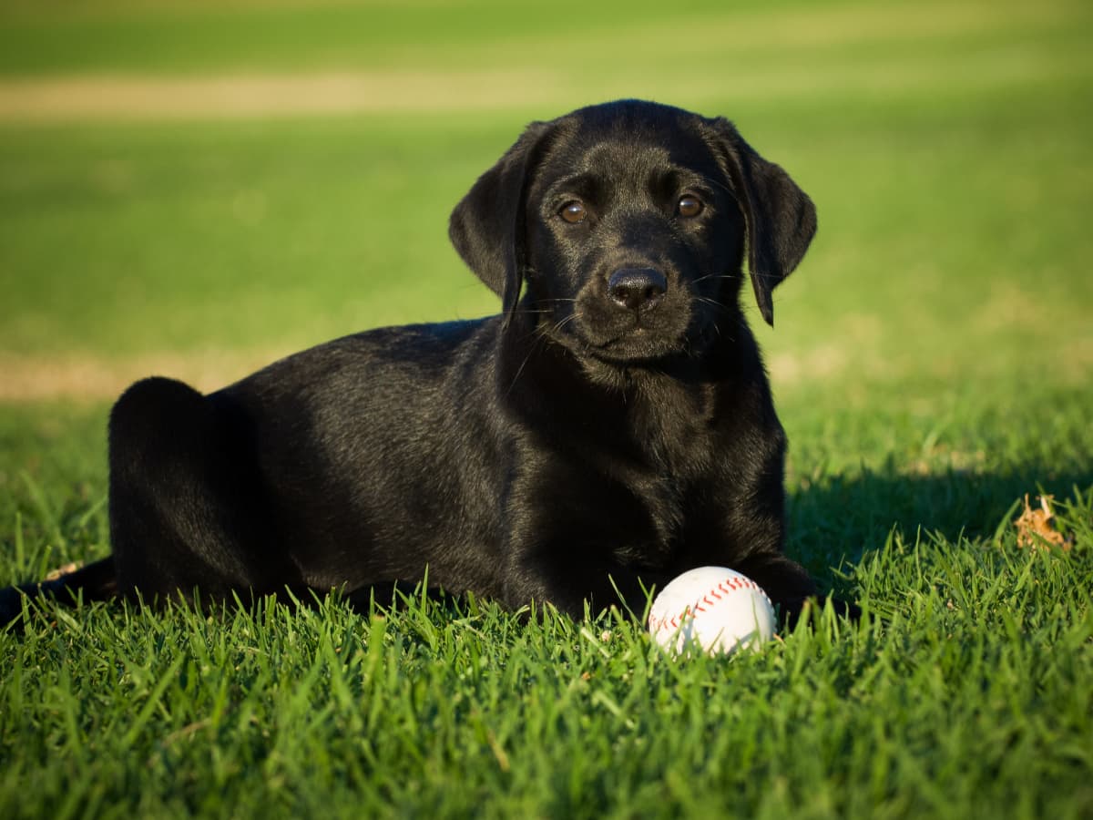 Philadelphia Phillies' New Black Labrador Puppy Is Their Cutest Team Member  Yet - PetHelpful News