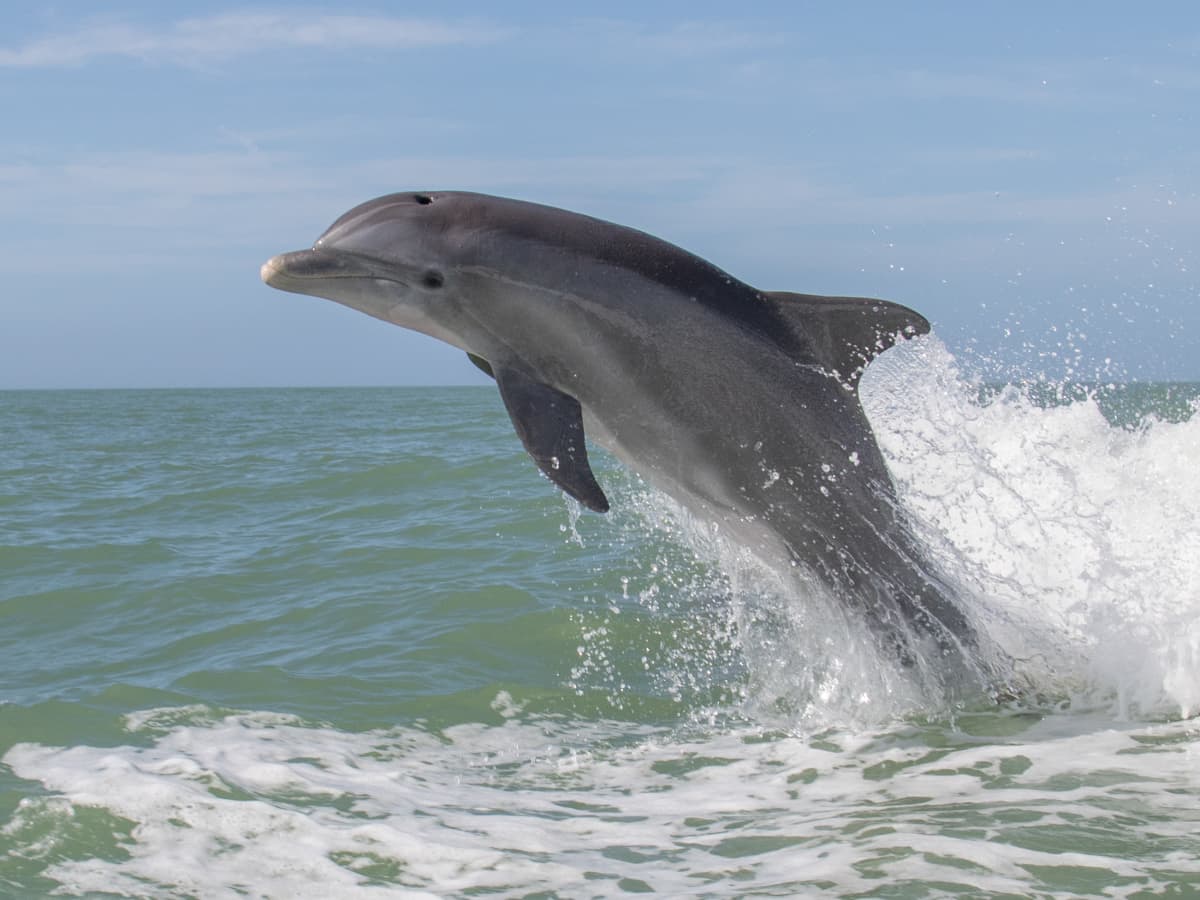 8 dolphins dead after washing ashore on New Jersey beach - ABC News