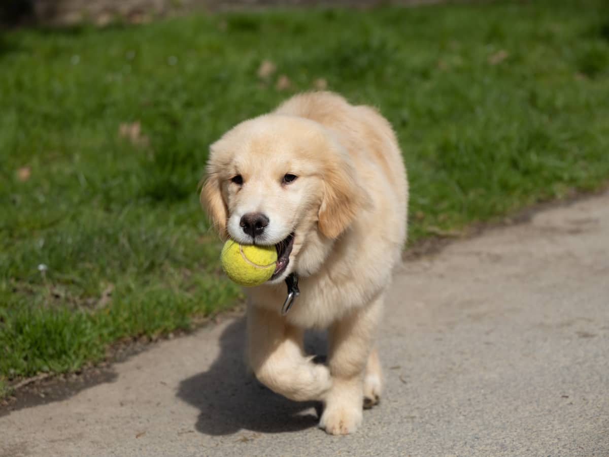 How to Make Your Own Homemade Dog Toys - PetHelpful