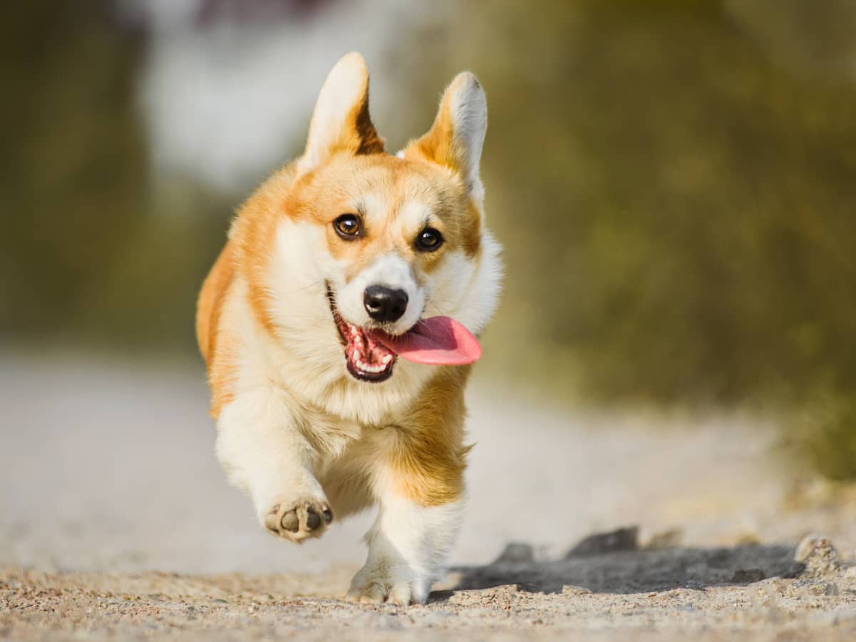 Excitable Gaming Corgi  Corgi dog, Cute corgi, Corgi