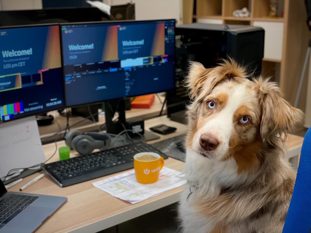 Happy Friday! We know someone who is glad it's the weekend… being an office  dog is a tough job! 😴 #officedog #bear