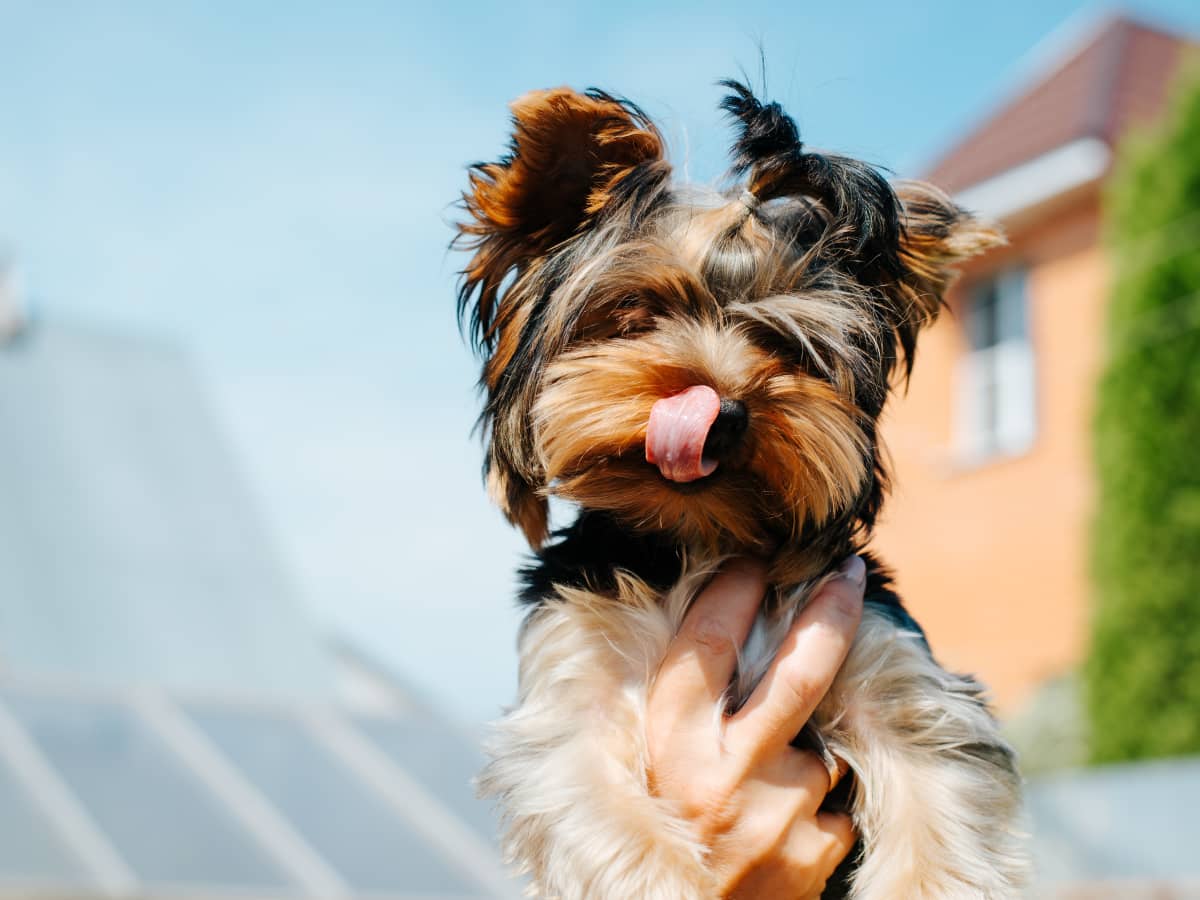 Mariners' 'Bark in the Park' combined America's two favorite things: good  dogs and baseball 