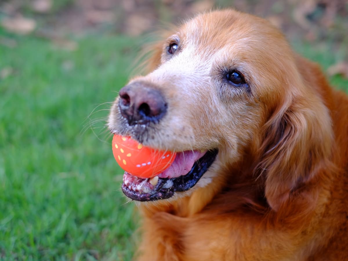 Dog Catches Home Run At New York Mets Game