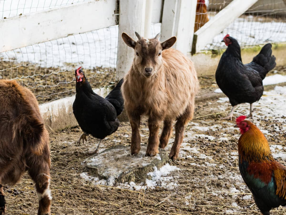 10 Wild Goat Breeds To Know About - The Happy Chicken Coop