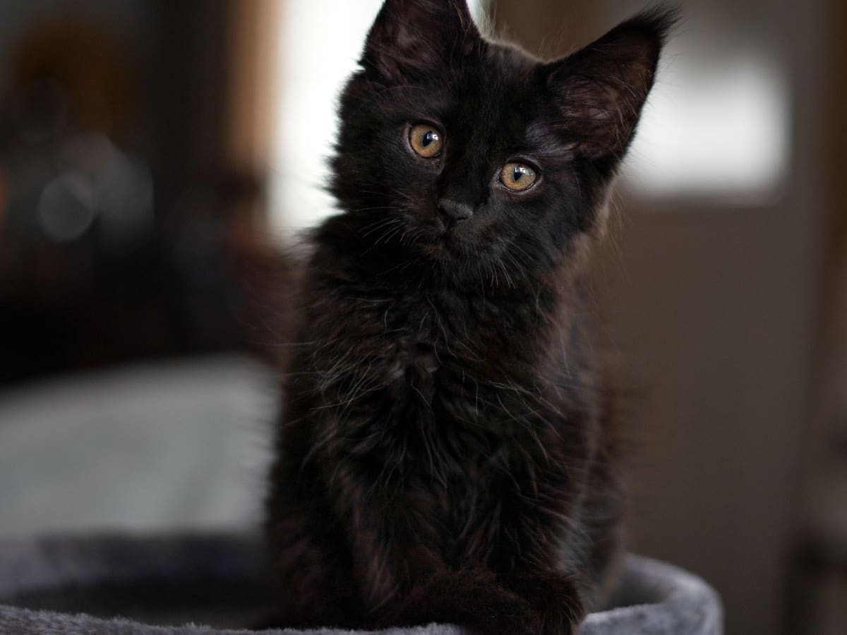 Tiny Black Kitten's Reaction to Seeing a Hallway for the First