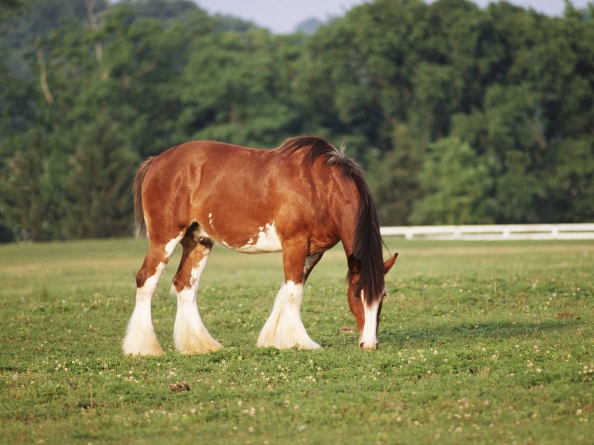 Anheuser-Busch discontinues Clydesdale tail docking