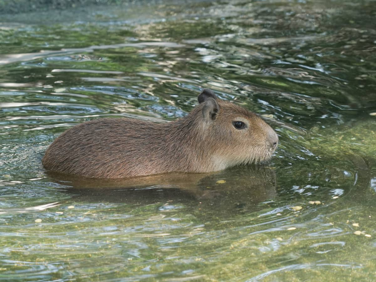 Capybara Pups 'Thriving and Diving' at San Diego Zoo Are Capturing Hearts  Left and Right - PetHelpful News