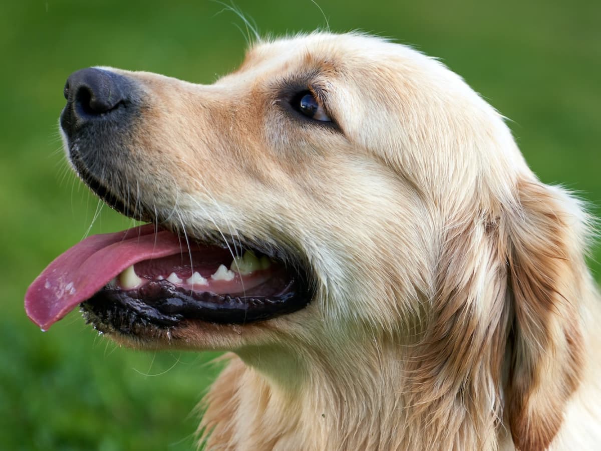 The Los Angeles Chargers have teamed up with Canine Companions for  Independence to follow a puppy named Bolt on his journey to becoming an  assistance dog.