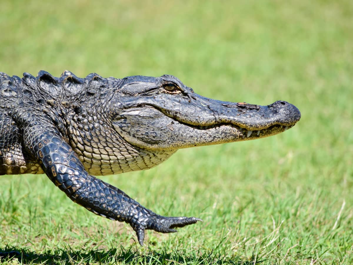 Fan who tried to bring emotional support alligator denied entry