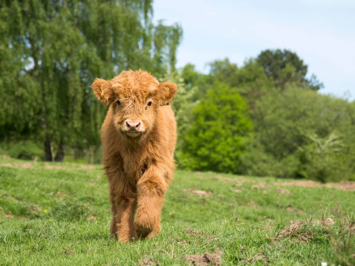 Farmer's Adorable Baby Micro Mini Highland Cow Acts Just Like a Puppy -  PetHelpful News