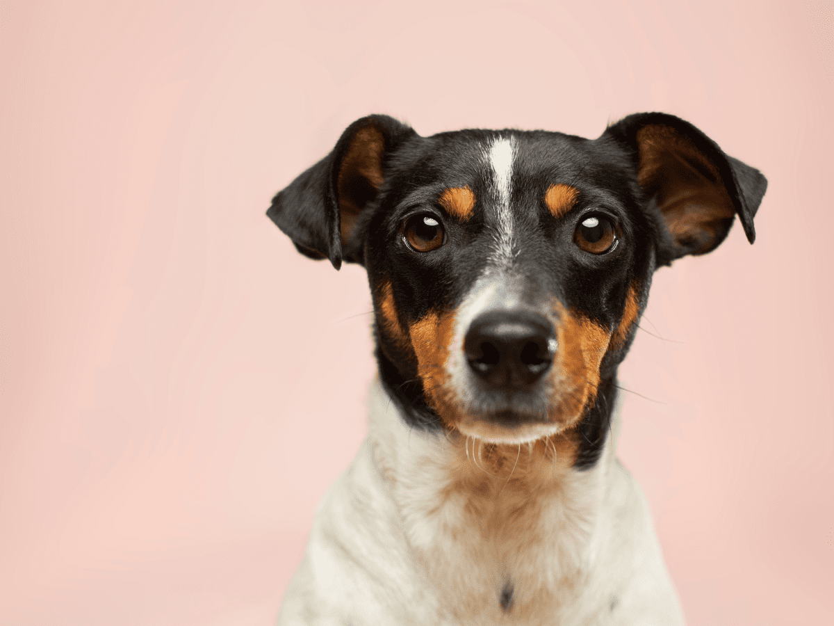 Side Effects of Steroids in Pets   PetHelpful