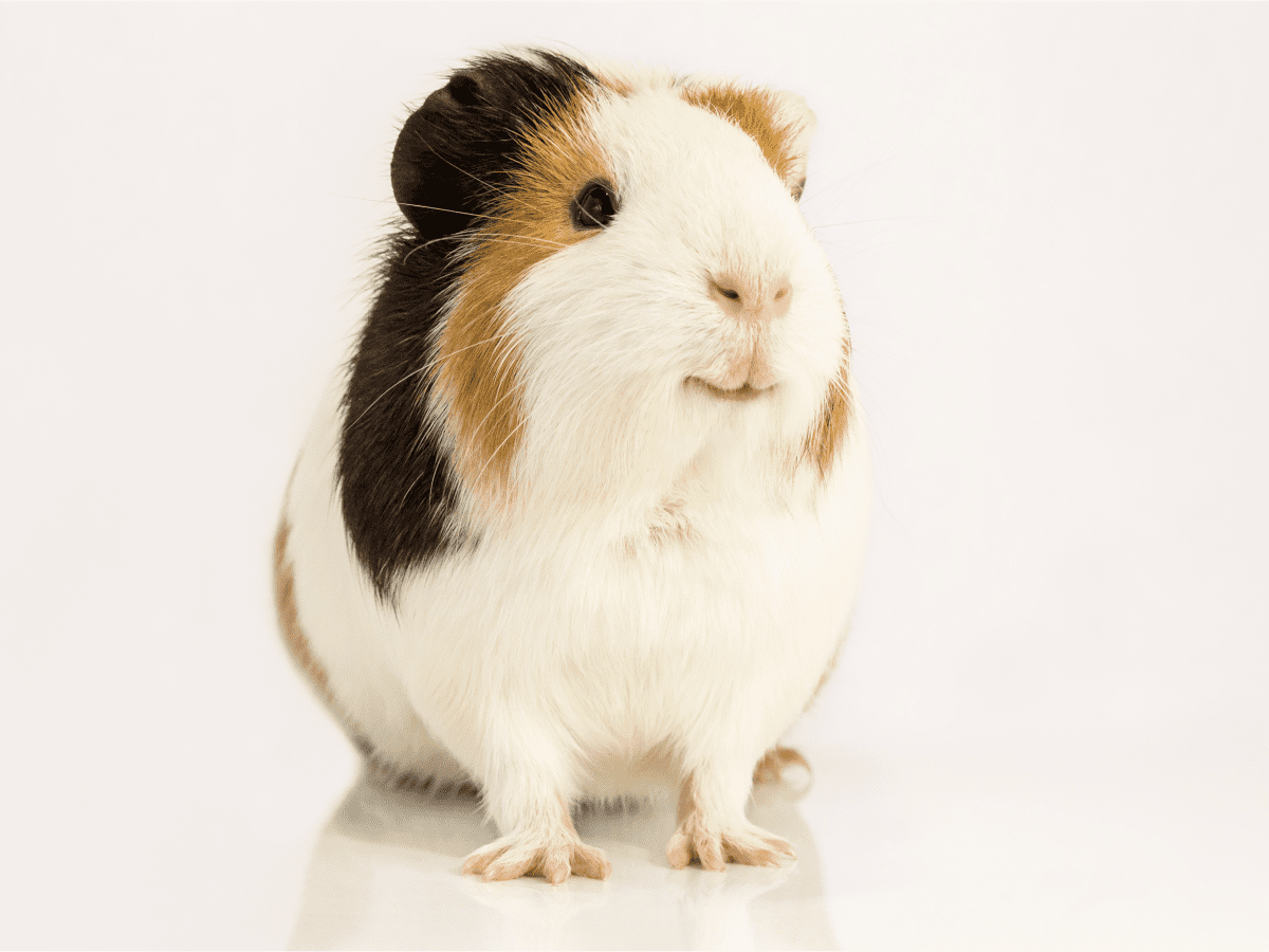 What Can Guinea Pigs Eat? (Plus What Not to Feed Them) - PetHelpful