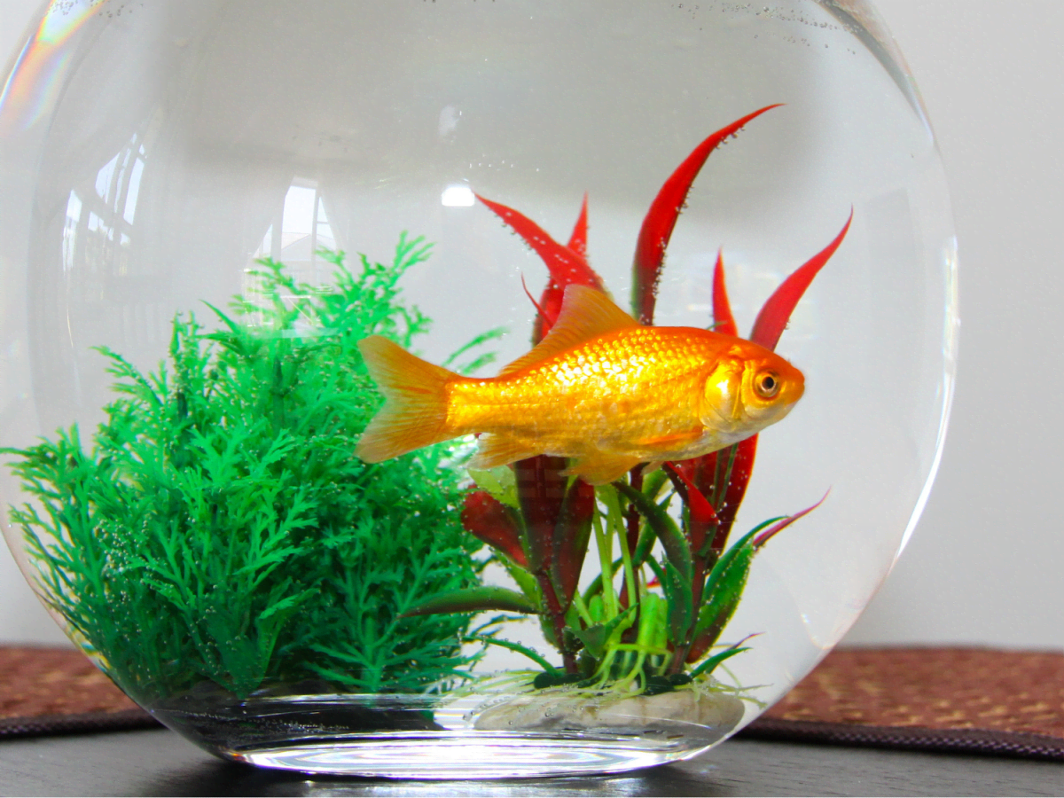 Caring for Your Goldfish in a Fish Bowl Without an Air Pump 