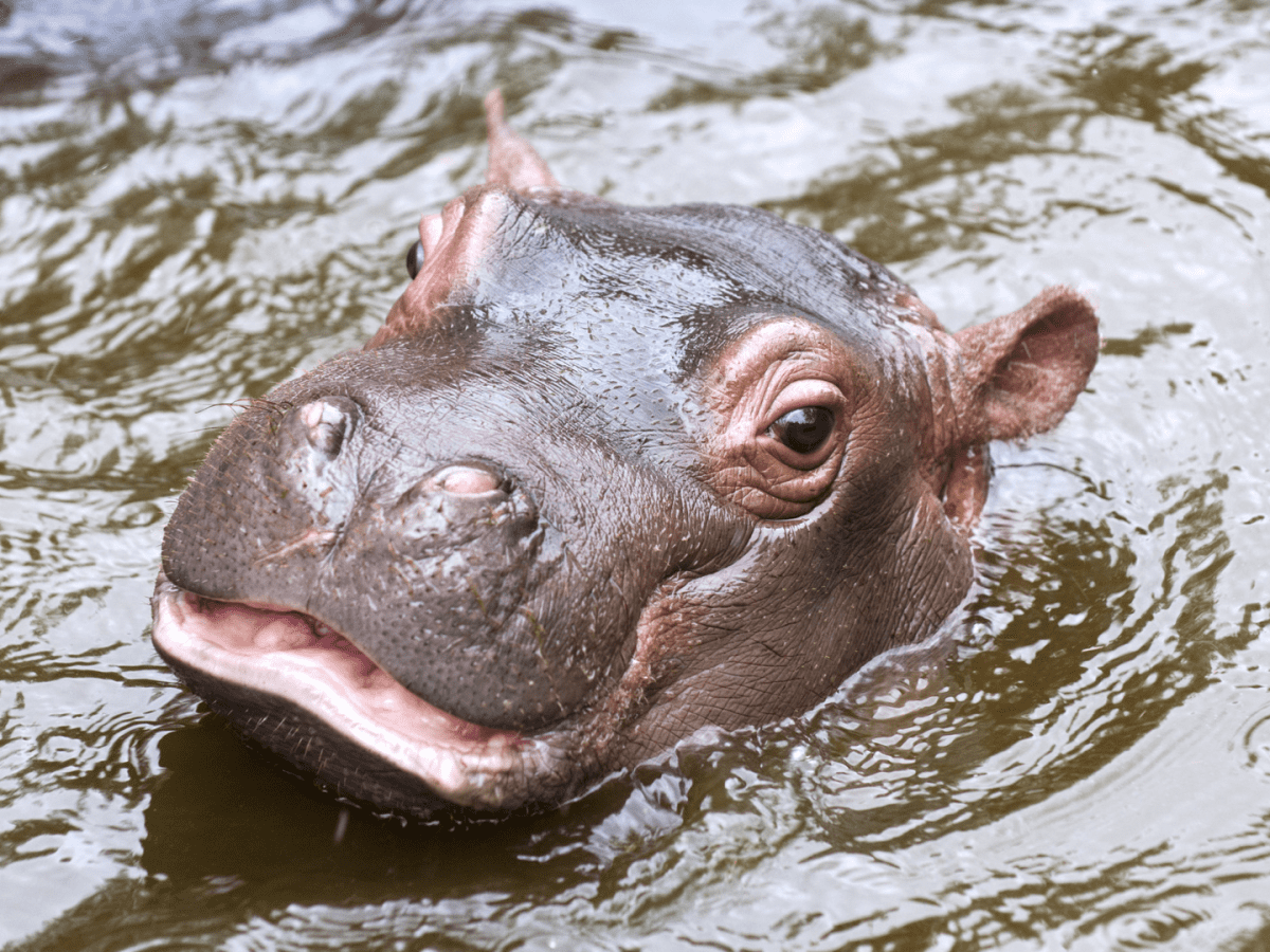 Adorable Video of Baby Hippo Yawning Is Such a Treat to See - PetHelpful  News