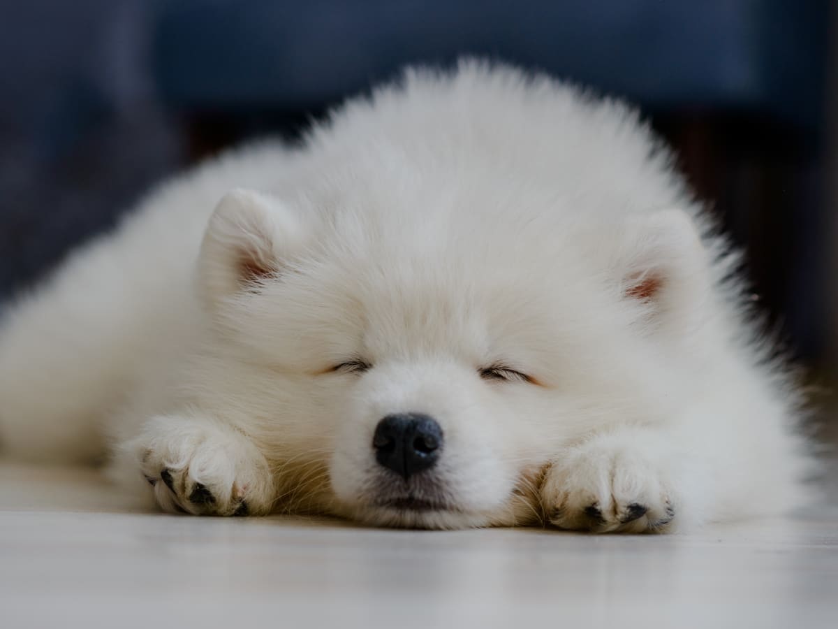 Samoyed s Weird Things She Does While Sleeping Are So Relatable