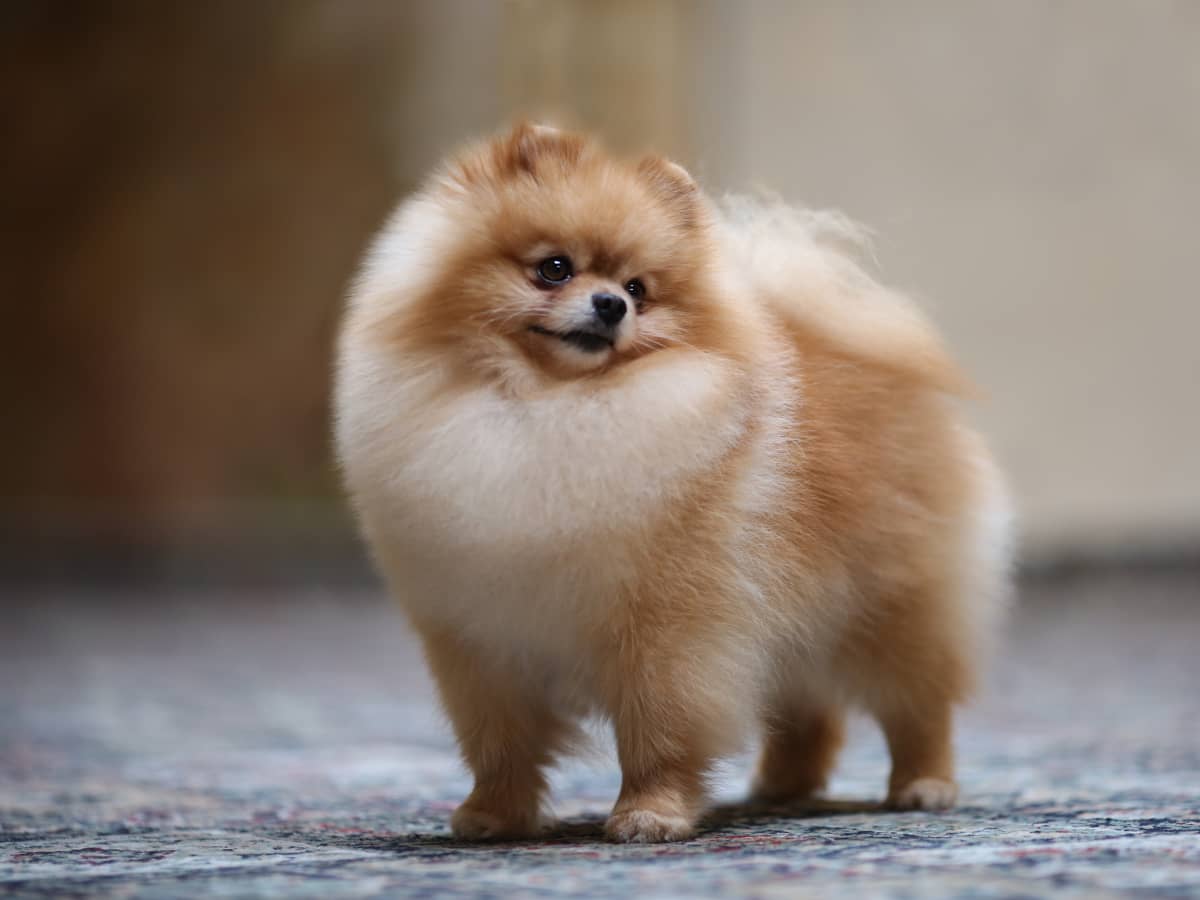 Birkin dog clearance