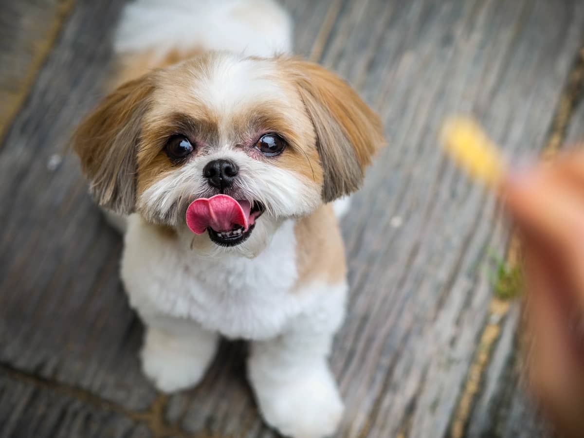 Peanut butter for shih tzu on sale