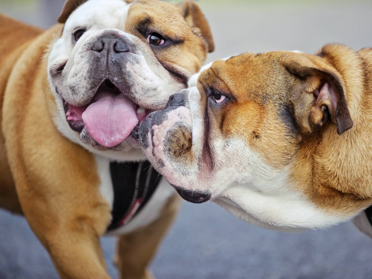 Video of English Bulldogs Lazy Fight Is Too Cute to Miss