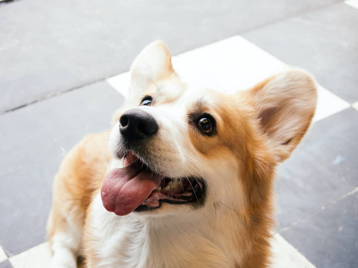 Potter farm corgis sales