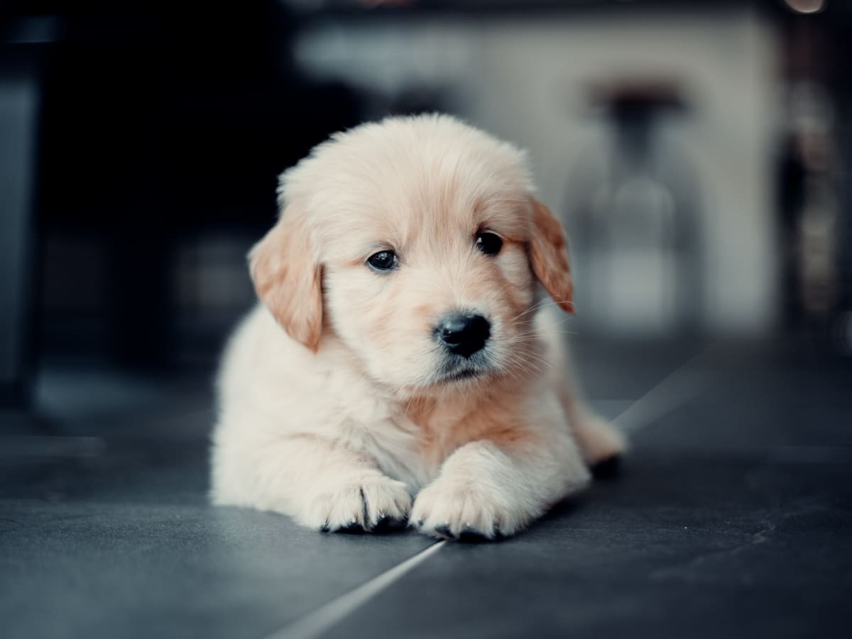 Golden retriever newborn baby cheap