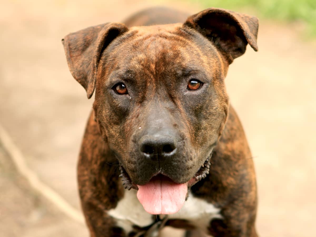 Rescue Pit Bull s Reaction to Getting Her Very First Plush Toy Couldn t Be Better PetHelpful