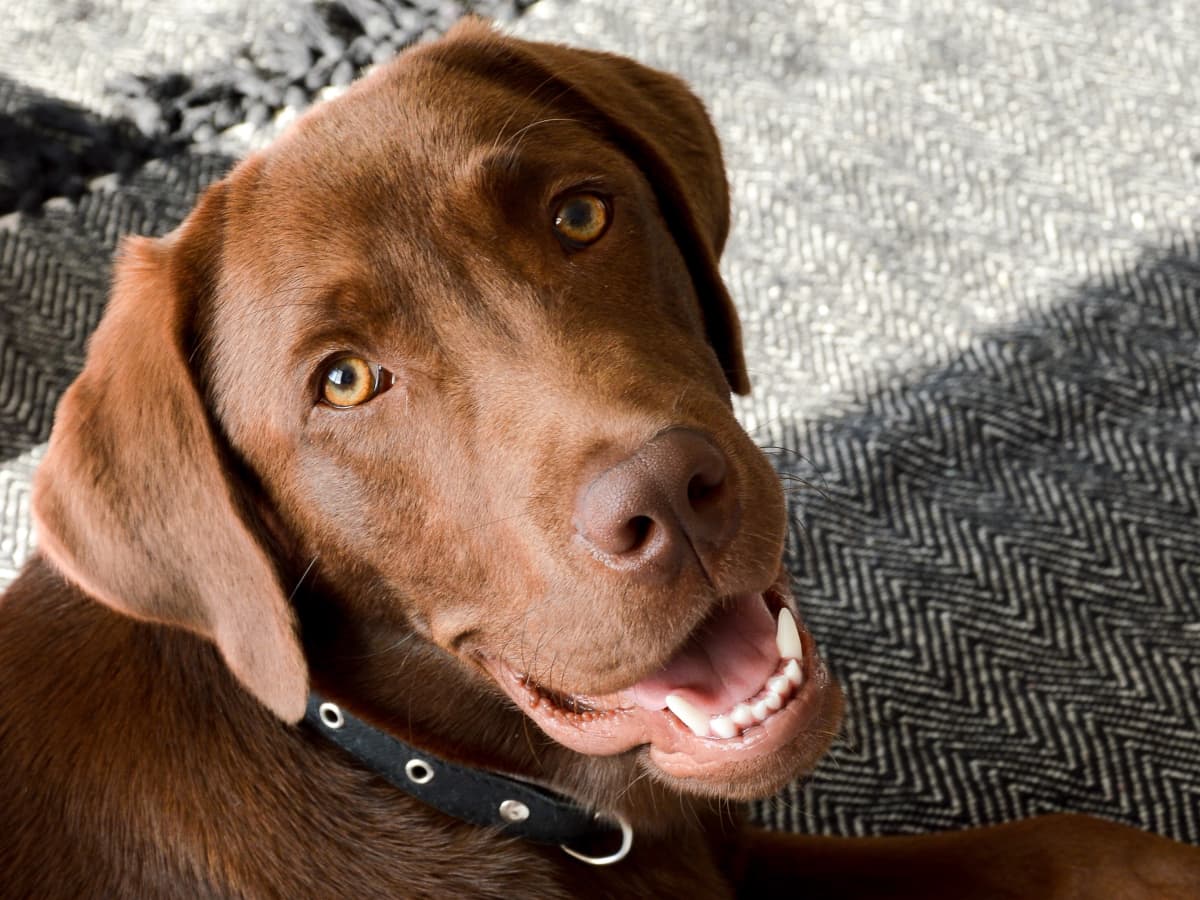 Chocolate lab discount with yellow eyes