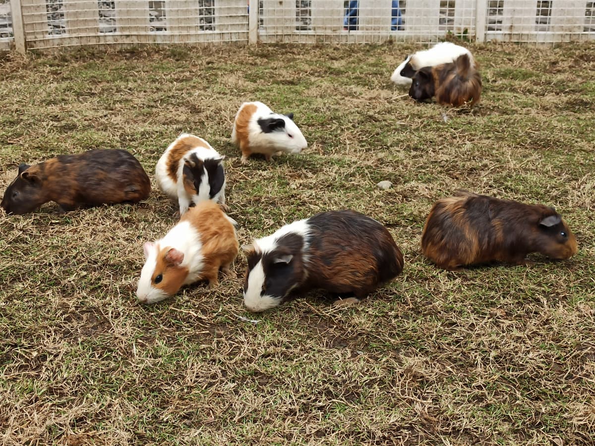 Crowd of Guinea Pigs Excitement Over Getting Brussels Sprouts Is So Pure PetHelpful News