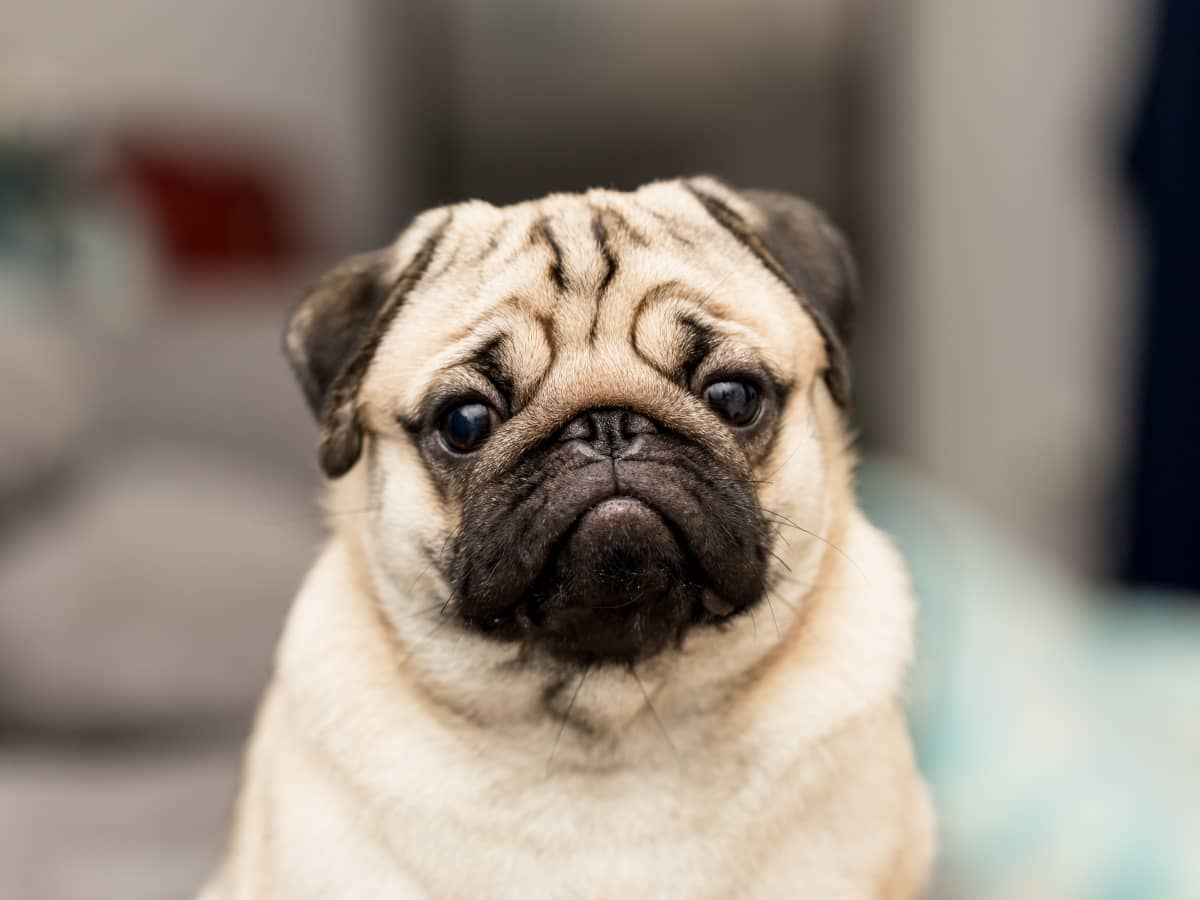 Pug emotional hot sale support dog
