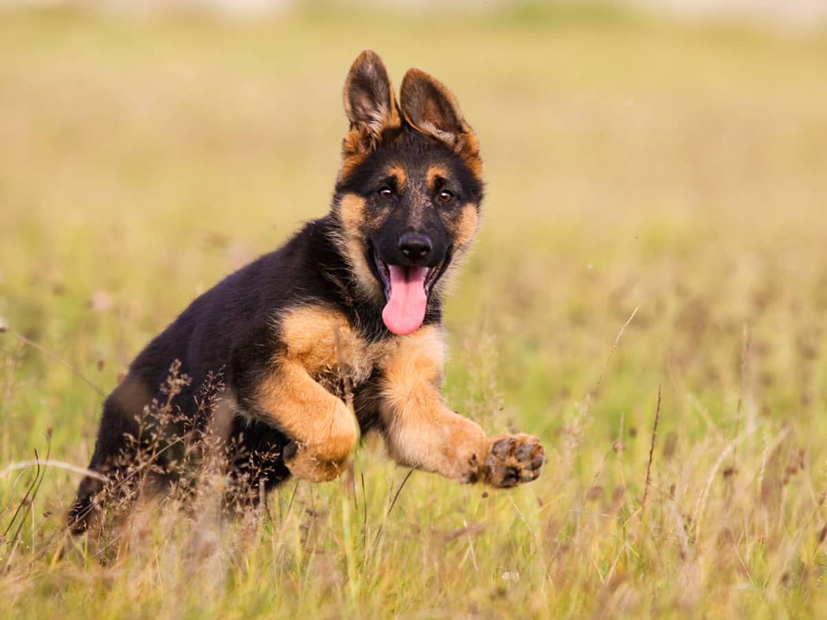 German shepherd puppy howling sales