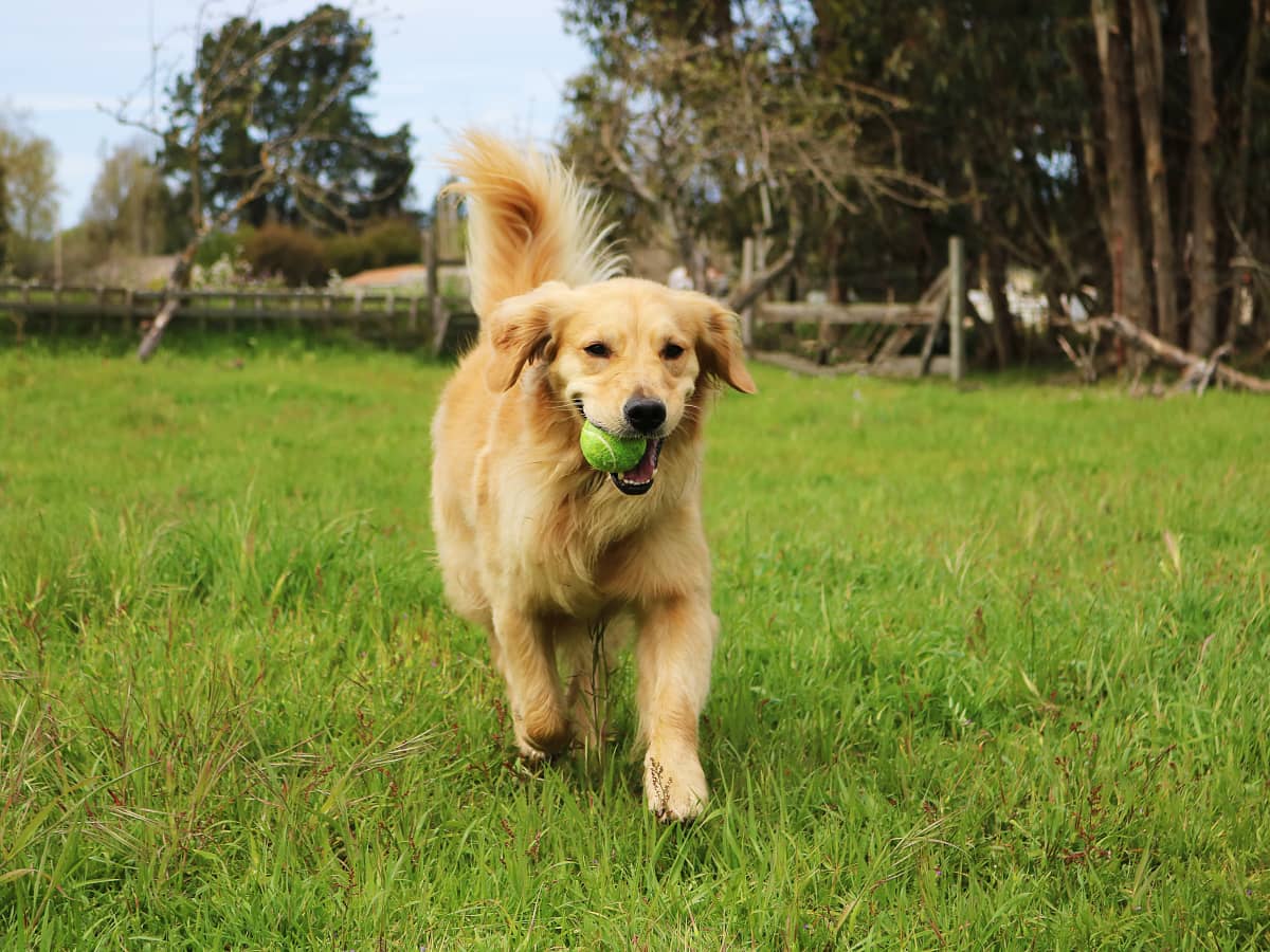 Golden outlet retriever playing