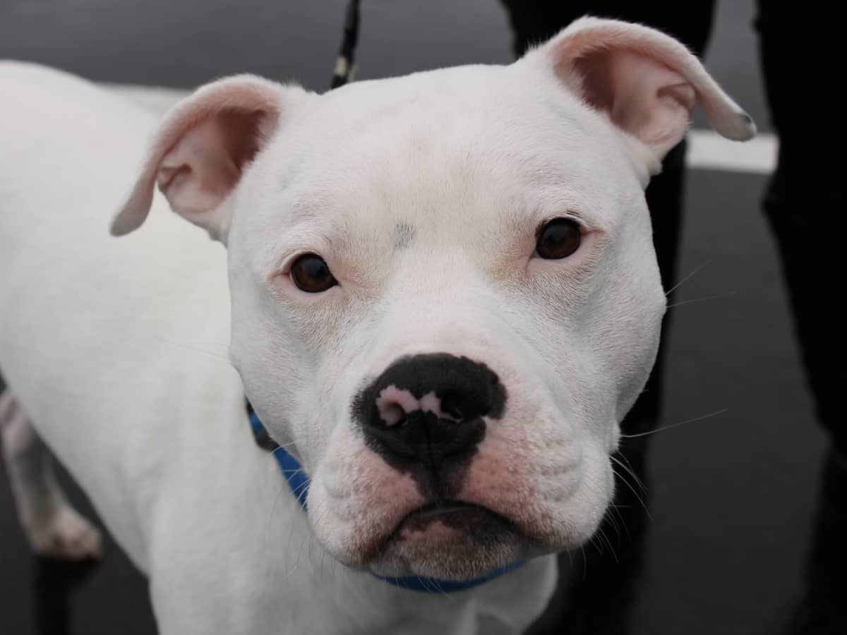 Video of Deaf Pit Bull Going Through Airport Security Is the Best