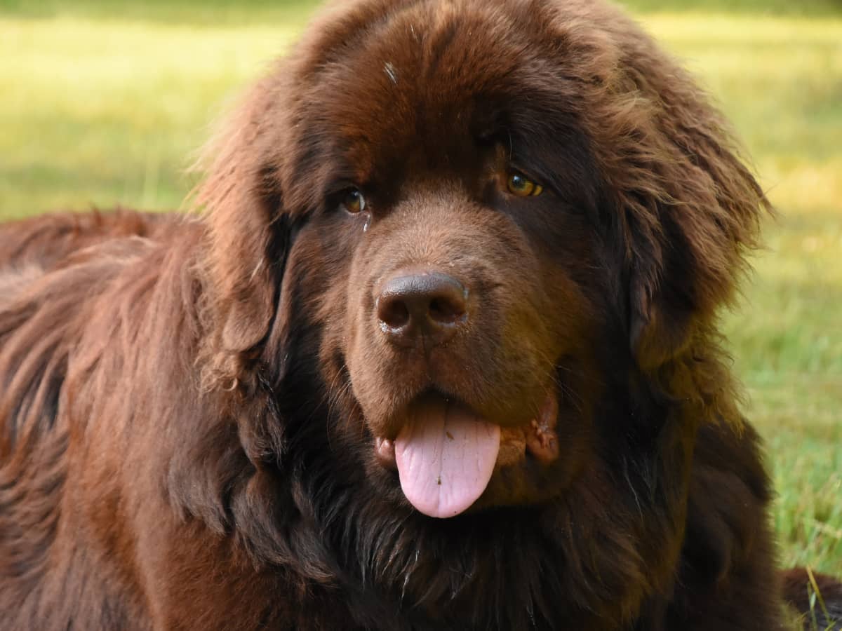 Newfoundland hound best sale dog