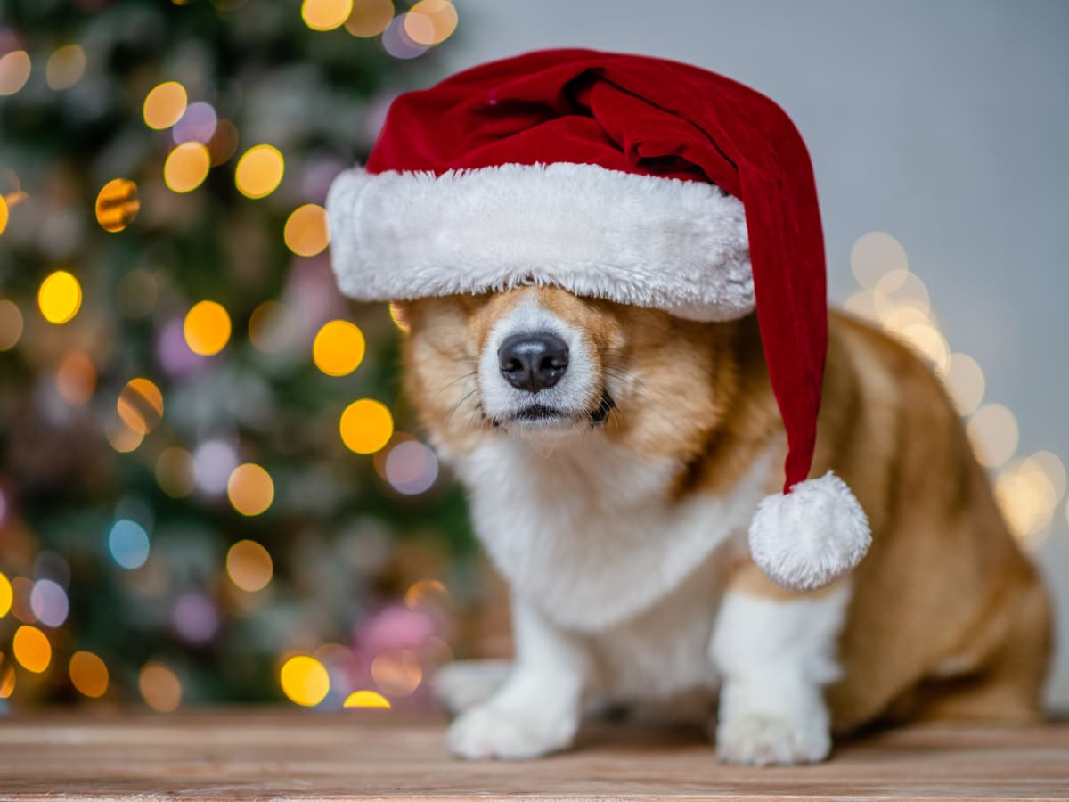 Christmas corgi shop