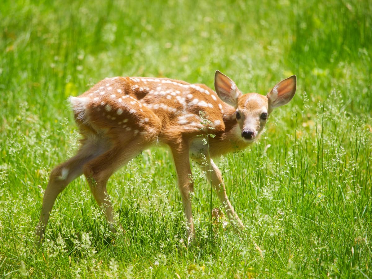 Deer kid discount