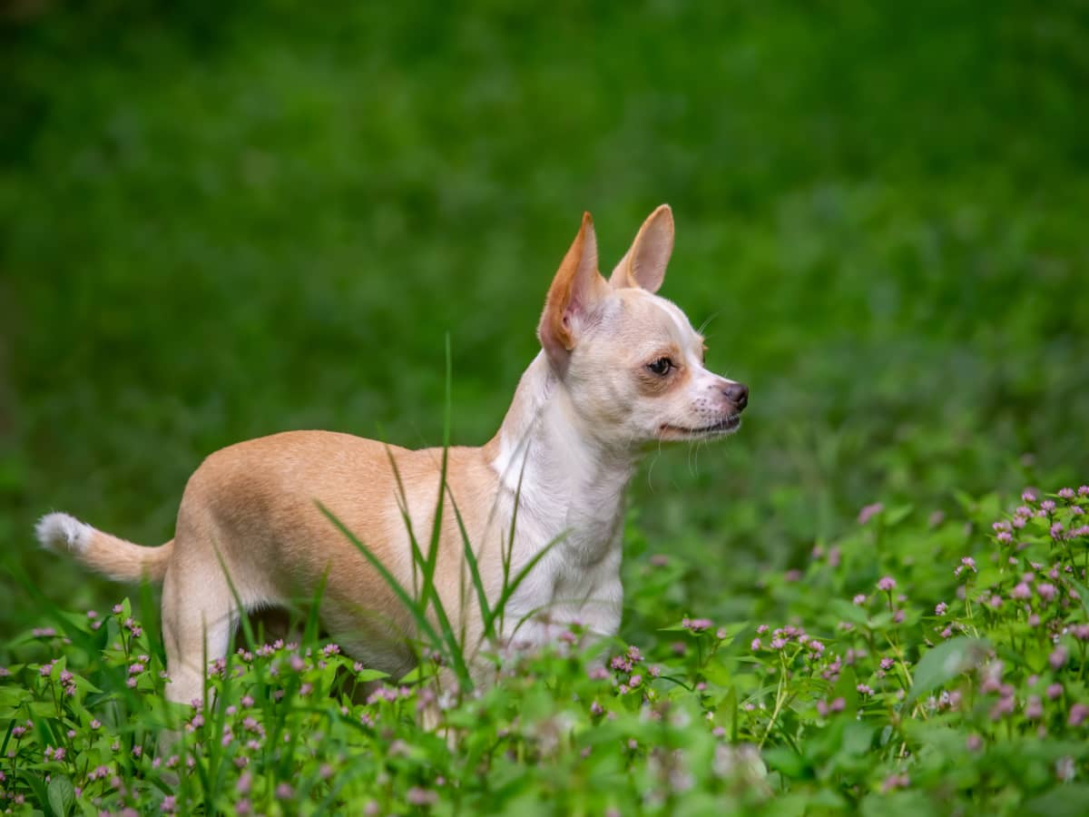 How to keep hawks cheap away from small dogs
