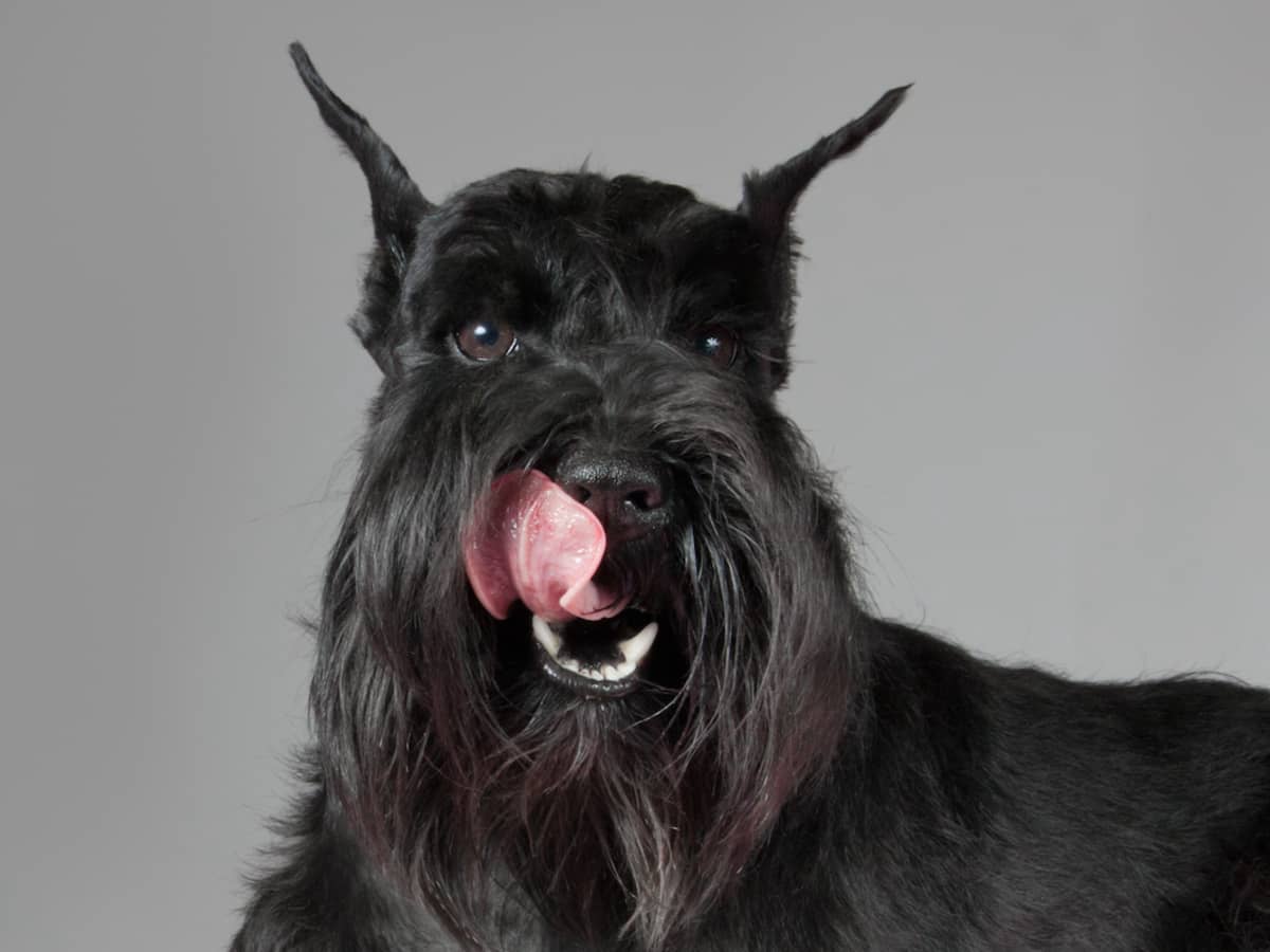 Giant miniature schnauzer sale