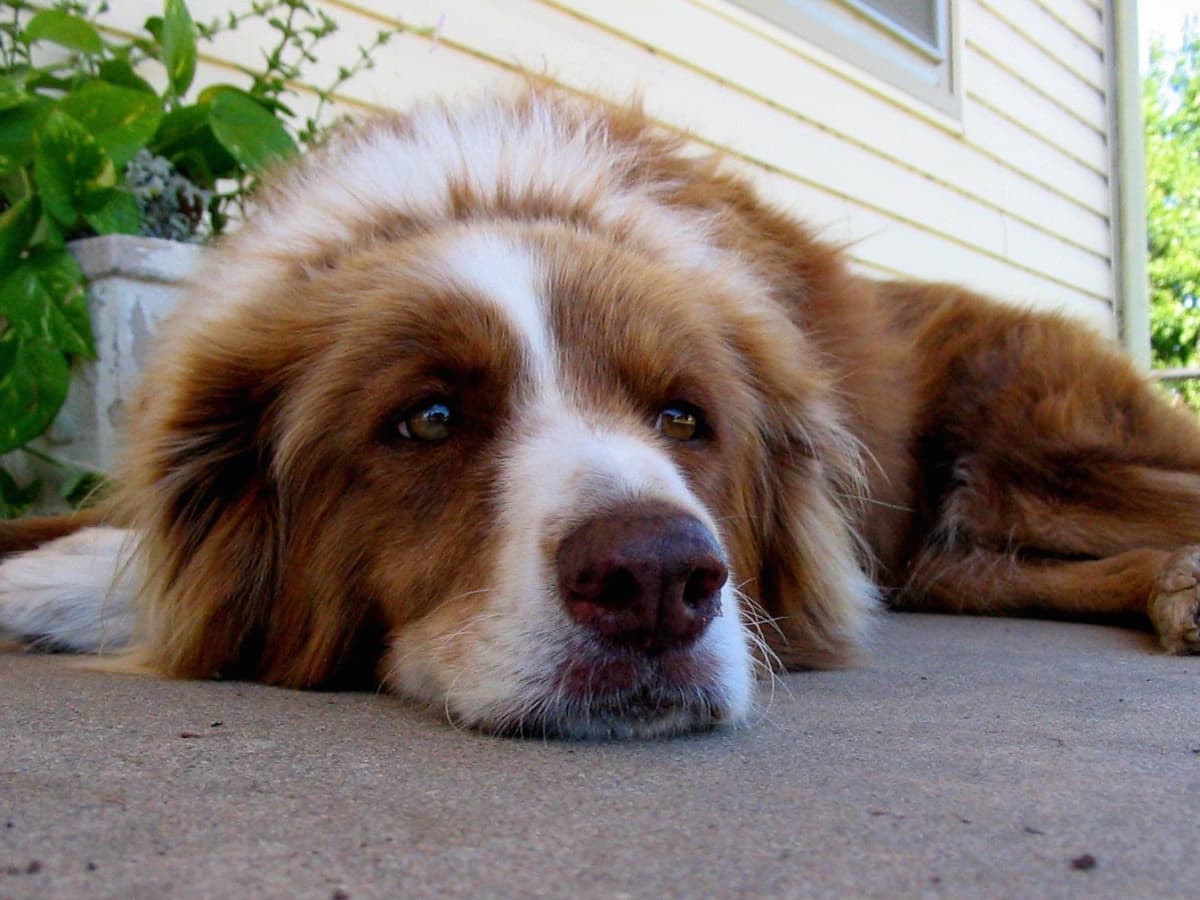 Zylkene for dogs side effects best sale