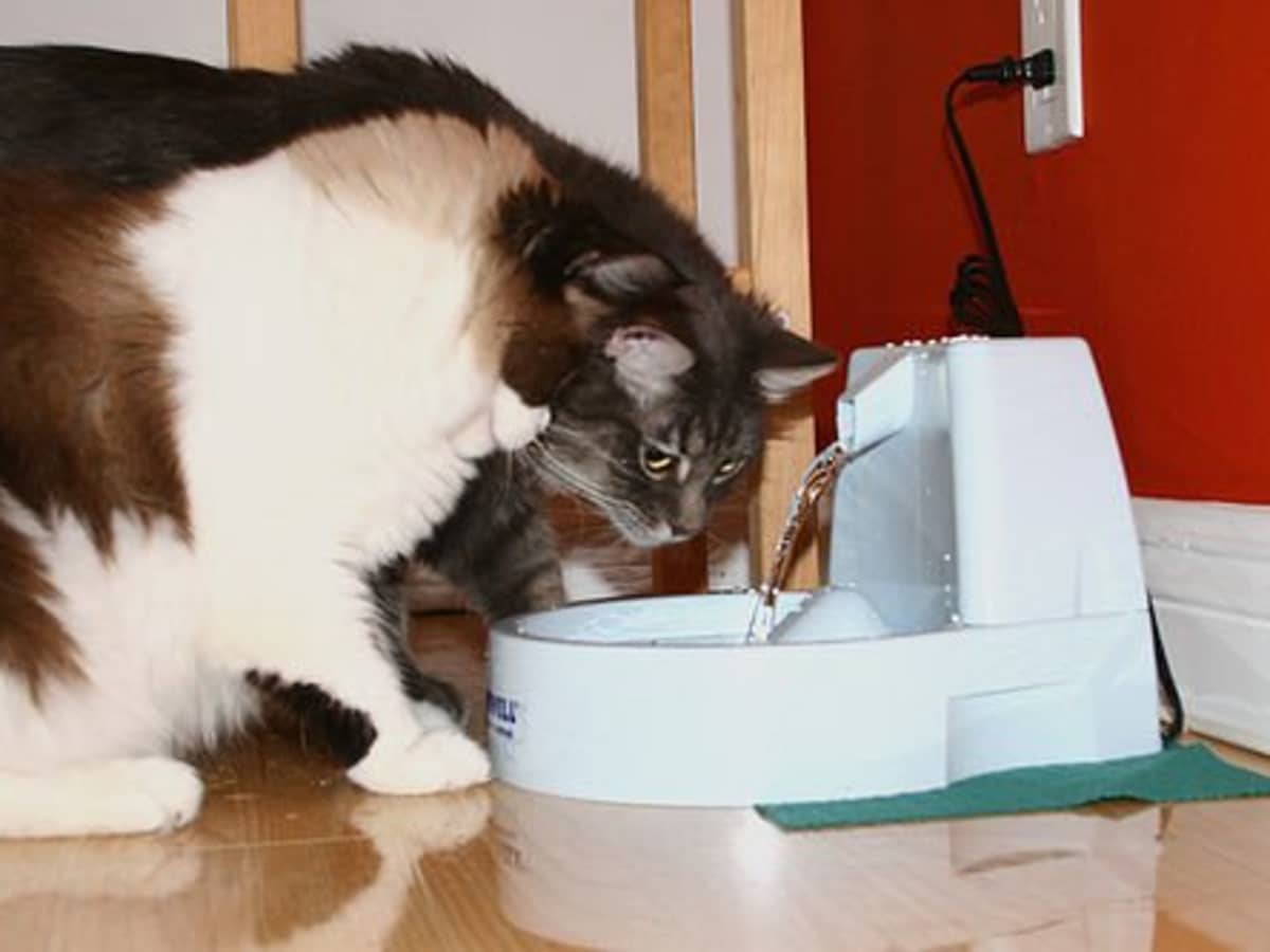 How to Choose the Best Cat Water Fountain or Bubbler PetHelpful
