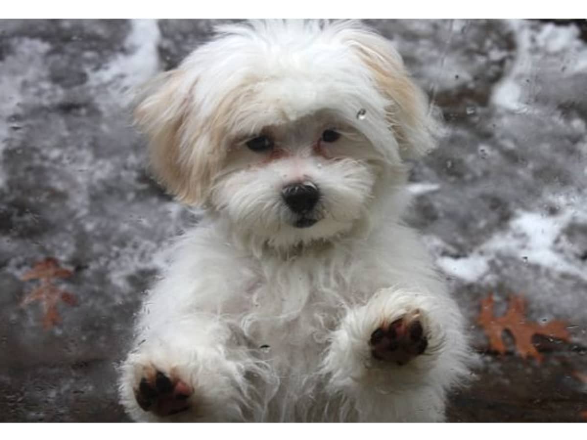 Shih Poo Puppy Grooming How to Care for Your Poodle Mix Puppy s Fur PetHelpful