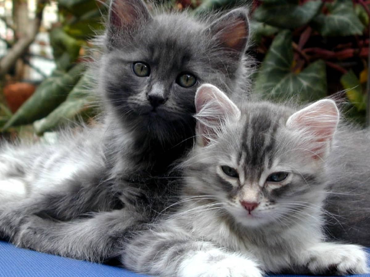 Signs of fatty liver in cats on sale