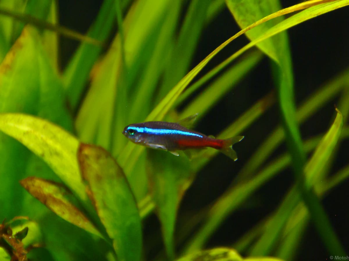 How to Care for Neon Tetra and Cardinal Tetra Fish PetHelpful