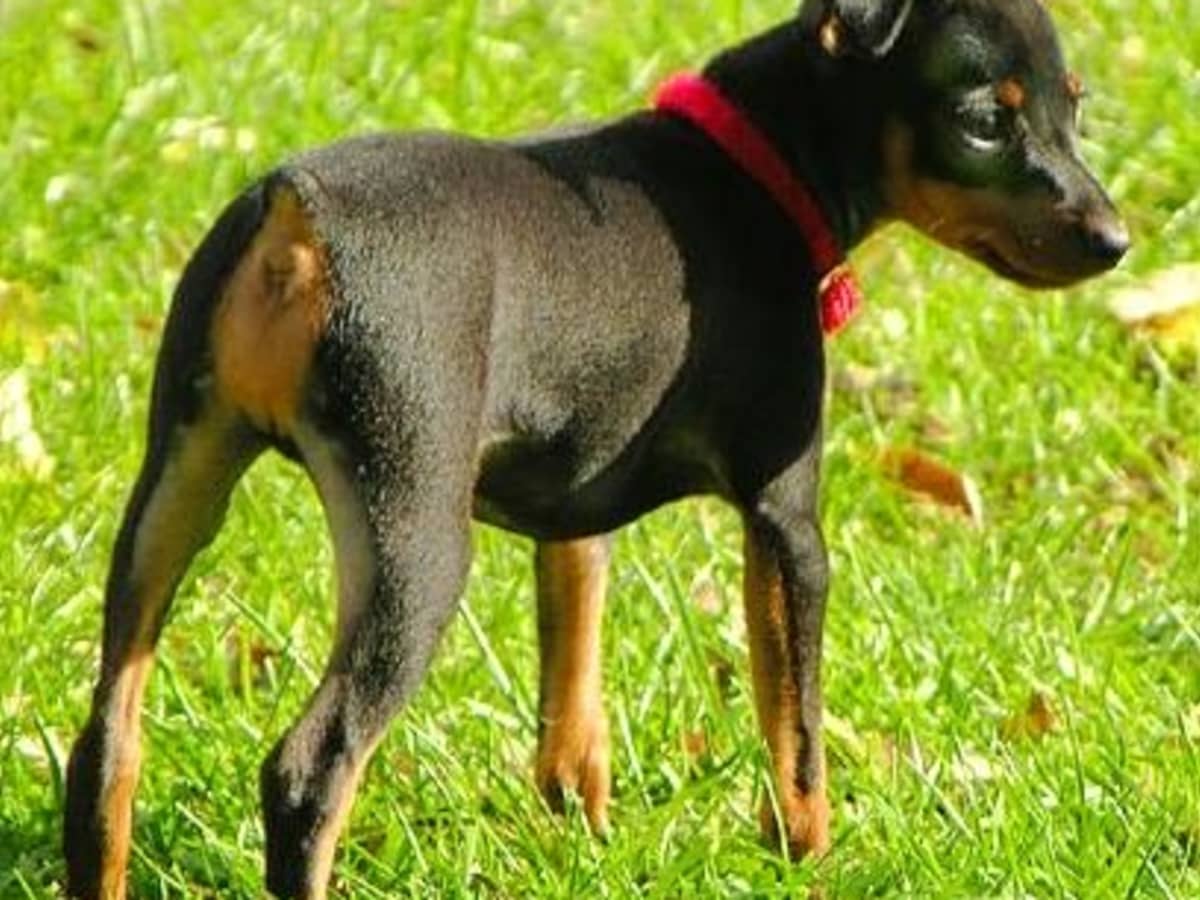 Purebred miniature pinscher for sale cheap