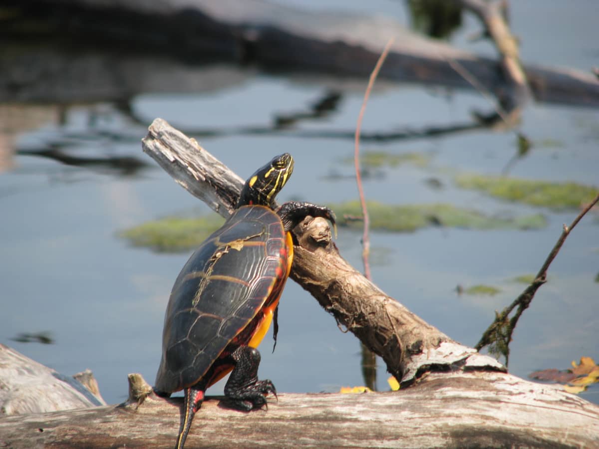 Turtle shops near me cheap