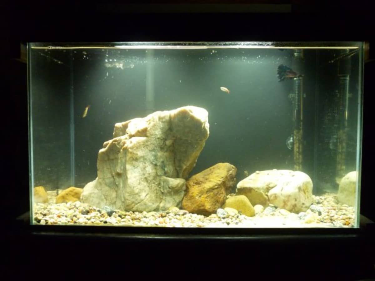 Aquarium Rocks Safe and Unsafe Rocks to Put in Fish Tanks PetHelpful