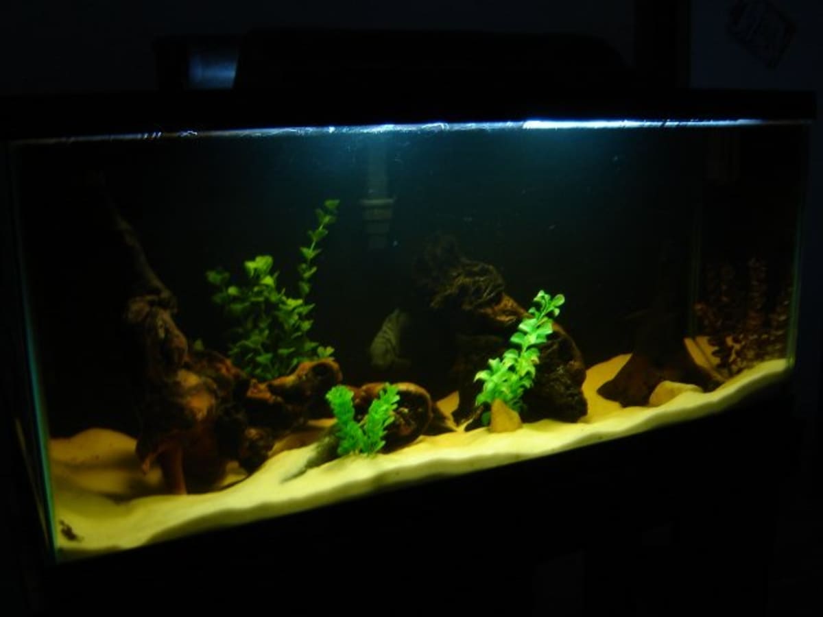 Organic fish tank new arrivals
